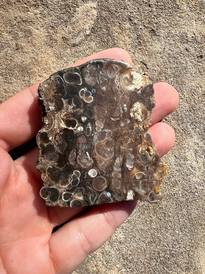 Turritella Fossil Agate Slab 48g - Purple Door Alchemy