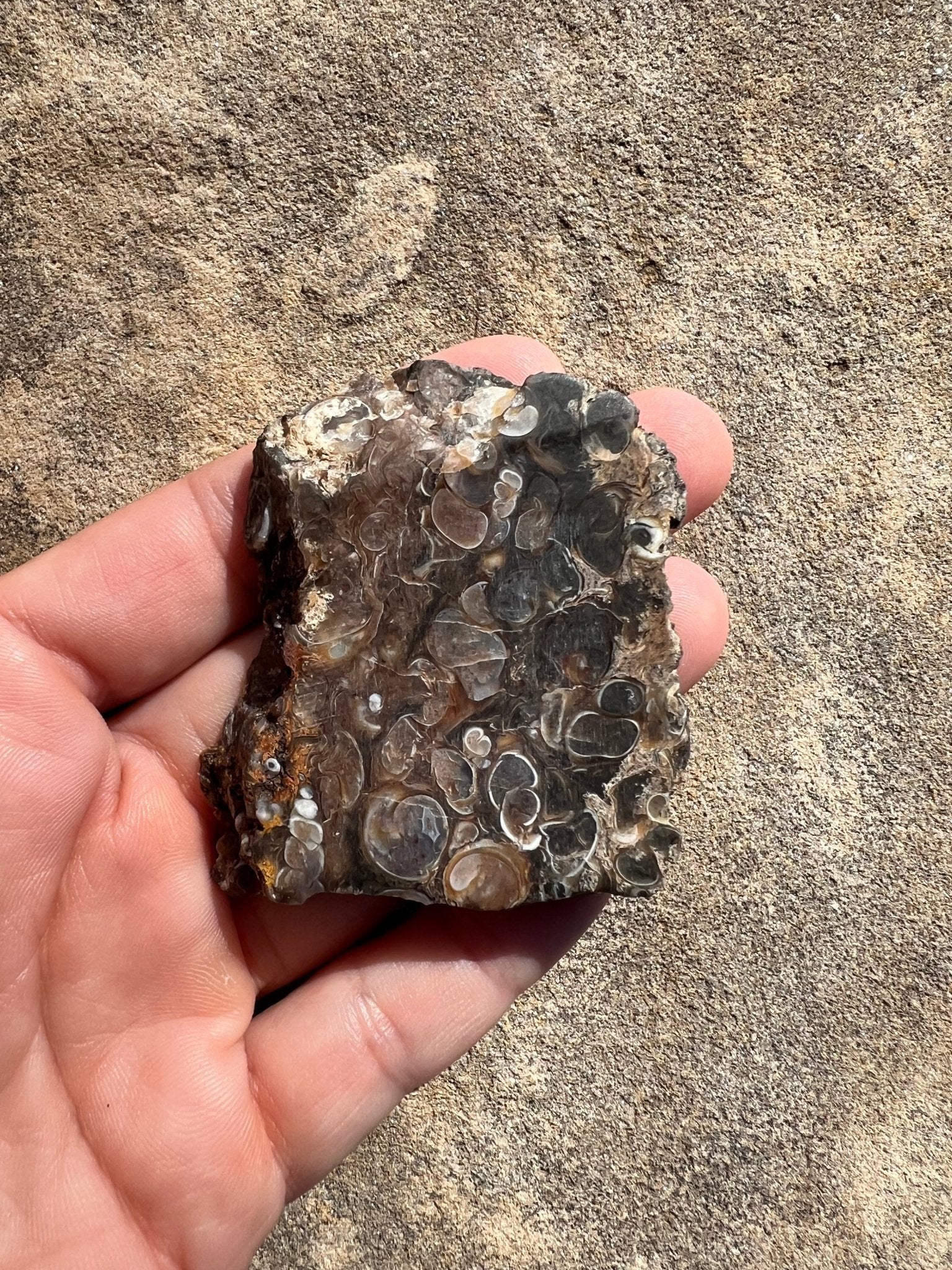 Turritella Fossil Agate Slab 48g - Purple Door Alchemy
