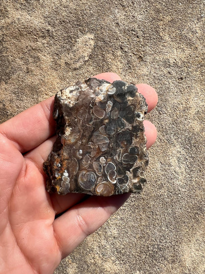 Turritella Fossil Agate Slab 48g - Purple Door Alchemy