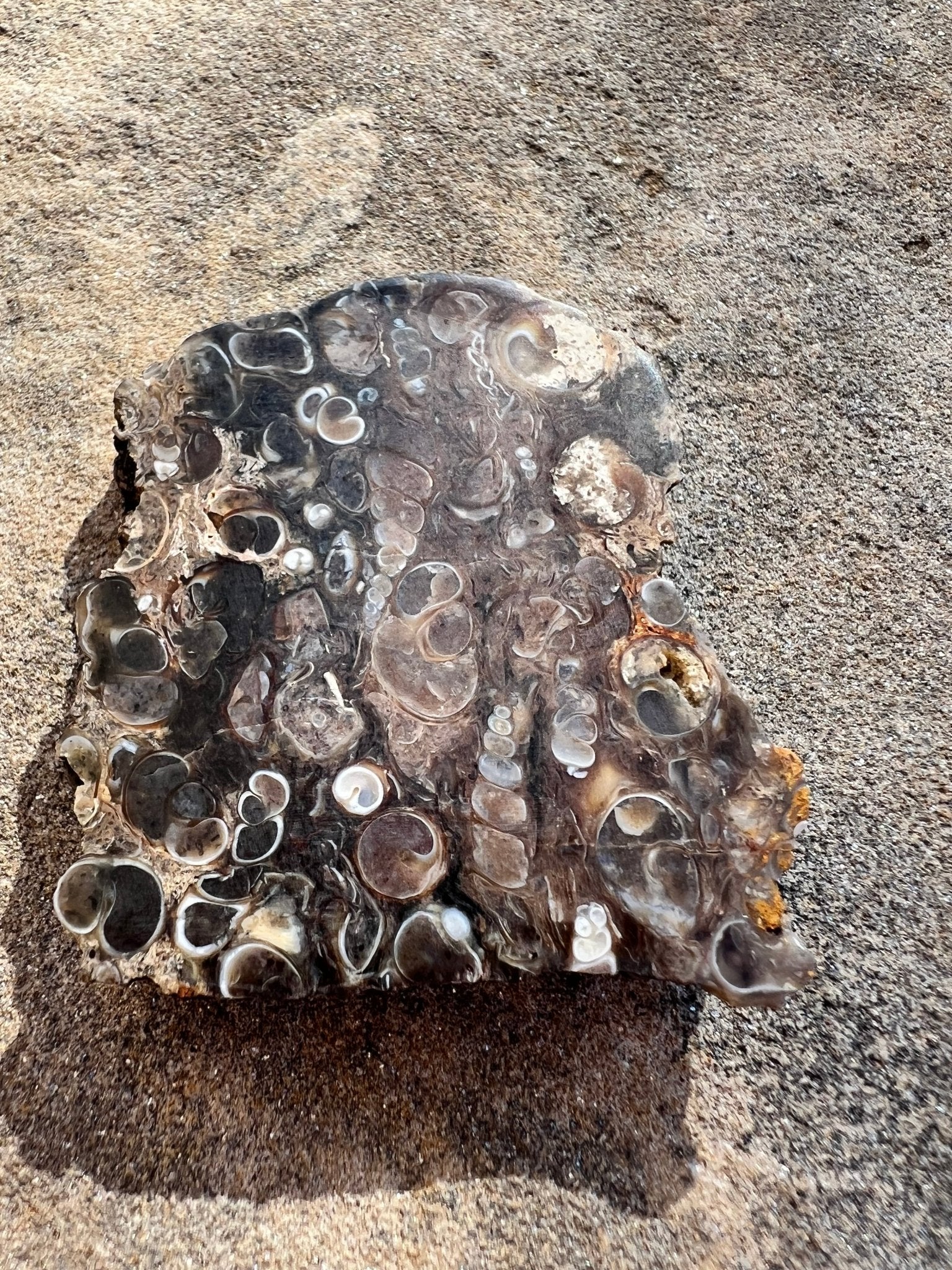 Turritella Fossil Agate Slab 48g - Purple Door Alchemy