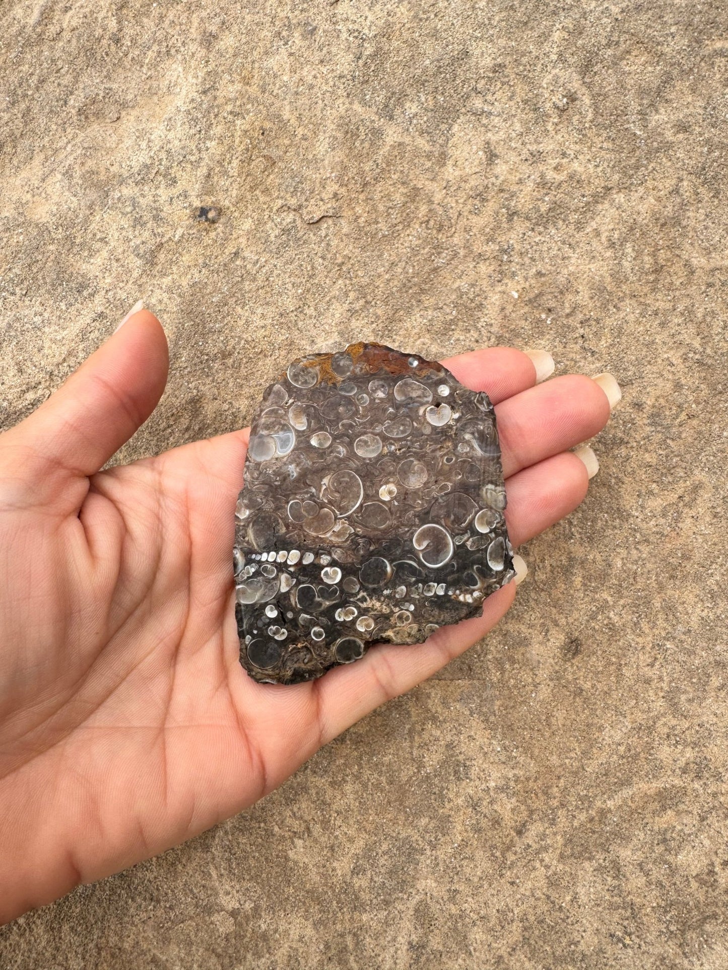 Turritella Fossil Agate Slab 53g - Purple Door Alchemy