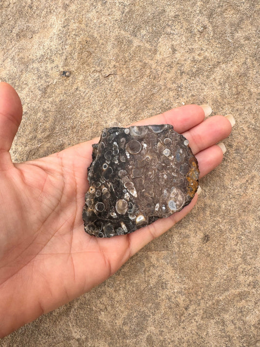 Turritella Fossil Agate Slab 53g - Purple Door Alchemy