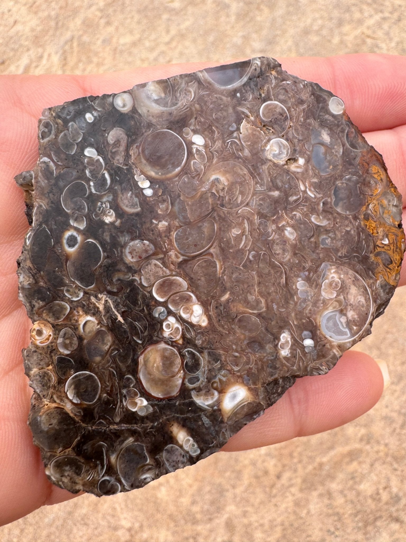 Turritella Fossil Agate Slab 53g - Purple Door Alchemy
