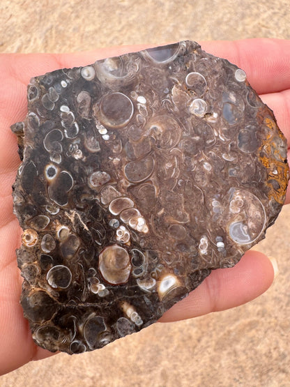 Turritella Fossil Agate Slab 53g - Purple Door Alchemy