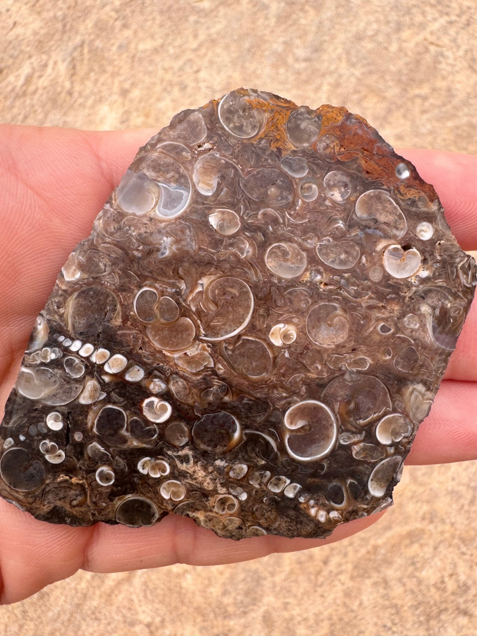 Turritella Fossil Agate Slab 53g - Purple Door Alchemy