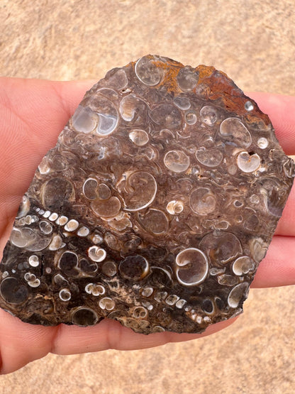 Turritella Fossil Agate Slab 53g - Purple Door Alchemy