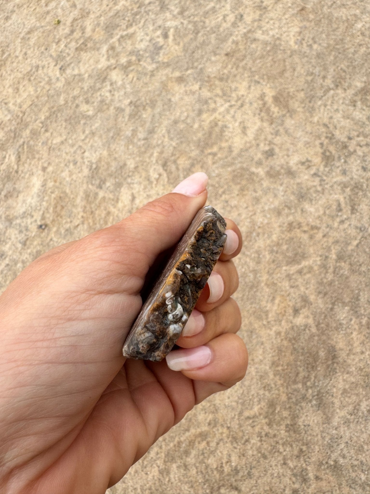 Turritella Fossil Agate Slab 55g - Purple Door Alchemy