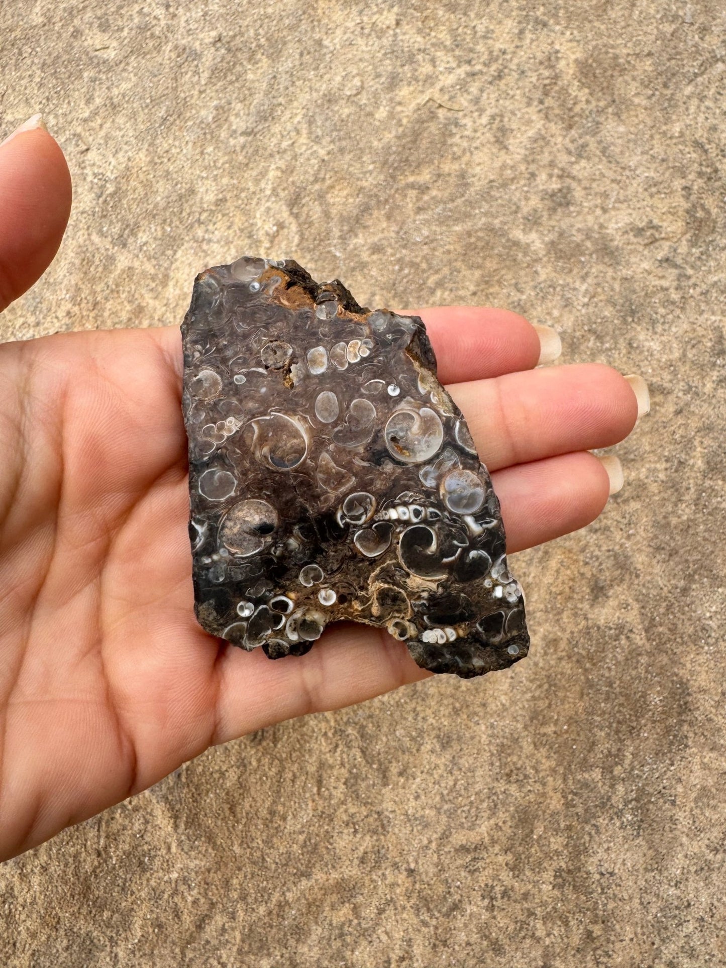 Turritella Fossil Agate Slab 55g - Purple Door Alchemy