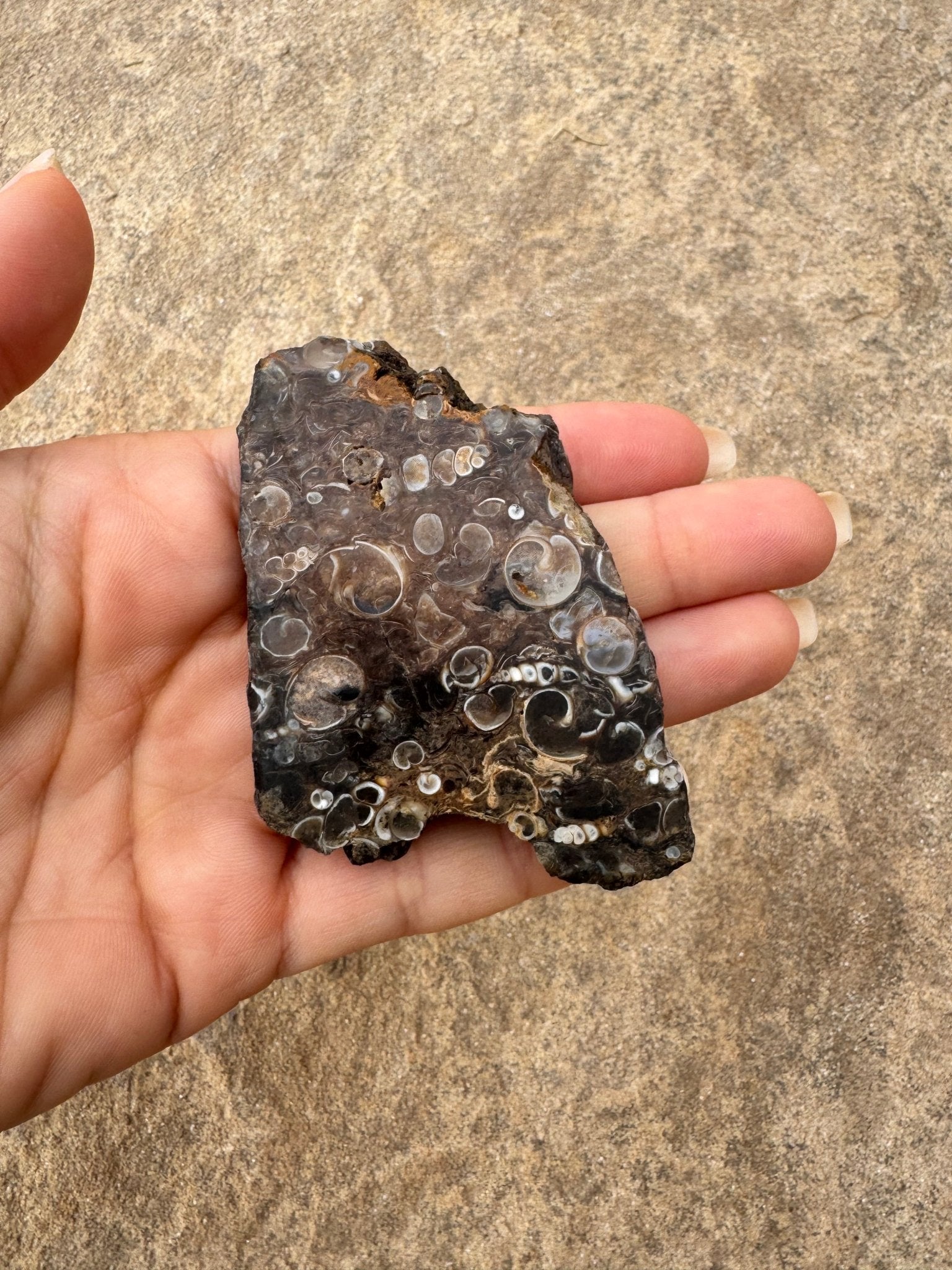 Turritella Fossil Agate Slab 55g - Purple Door Alchemy