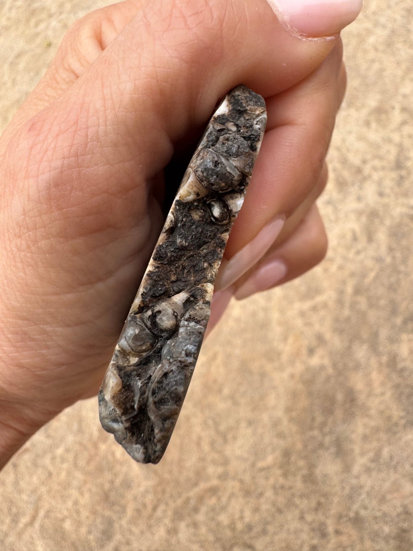 Turritella Fossil Agate Slab 55g - Purple Door Alchemy