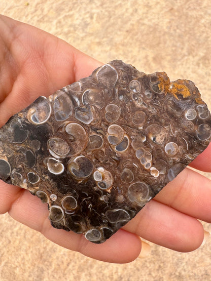 Turritella Fossil Agate Slab 55g - Purple Door Alchemy