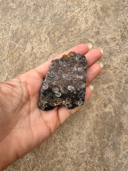 Turritella Fossil Agate Slab 55g - Purple Door Alchemy