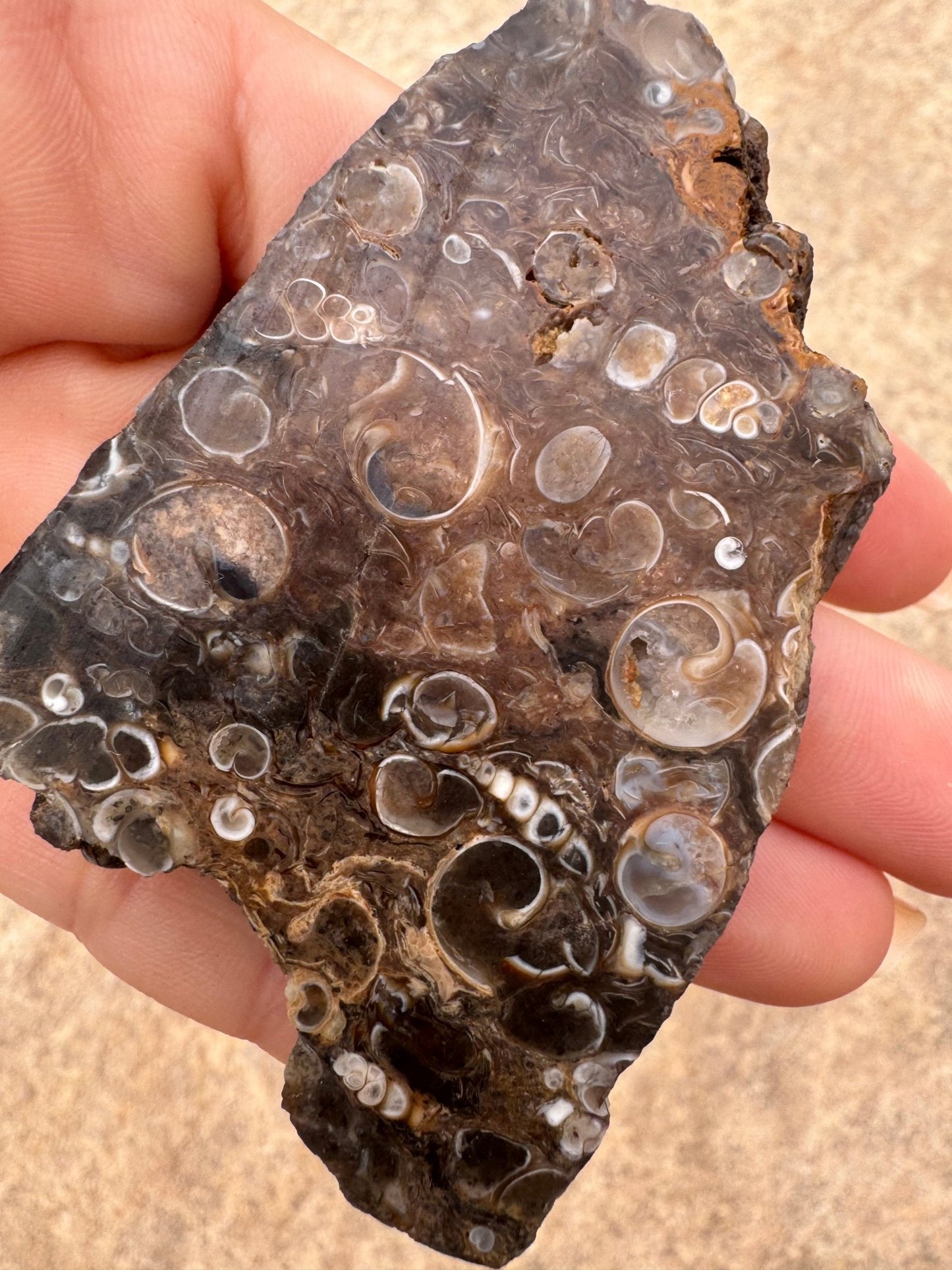 Turritella Fossil Agate Slab 55g - Purple Door Alchemy