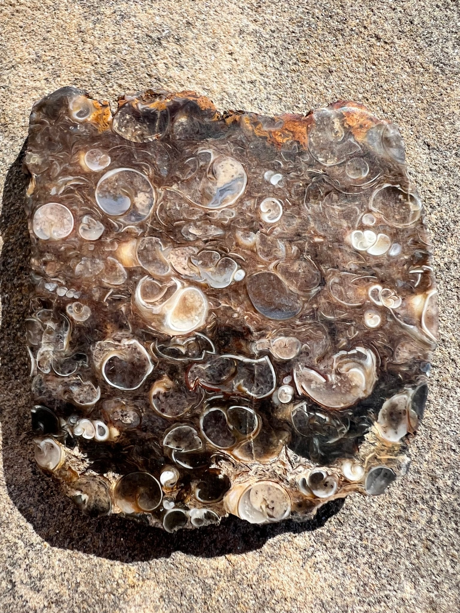 Turritella Fossil Agate Slab 60g - Purple Door Alchemy