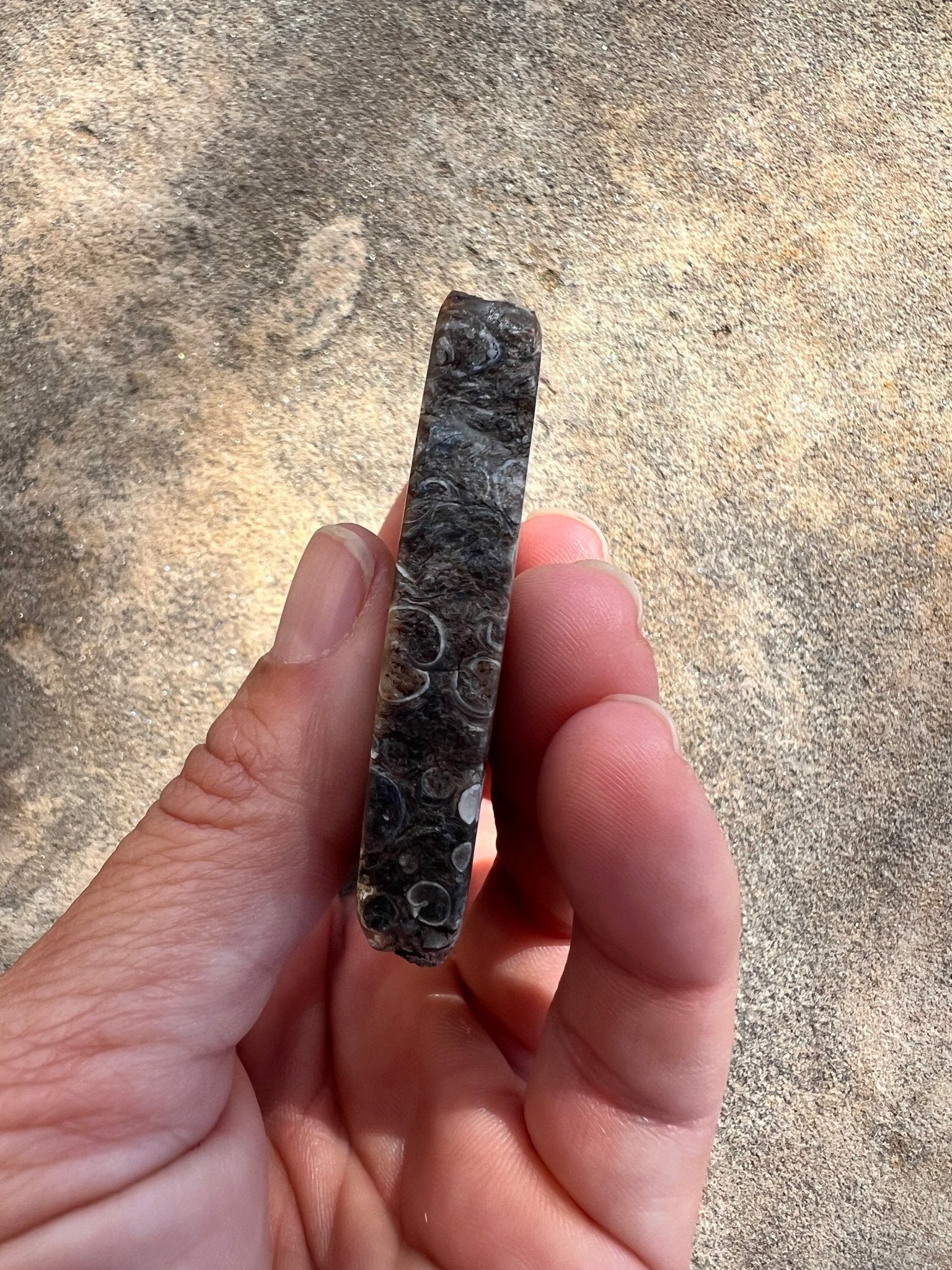 Turritella Fossil Agate Slab 60g - Purple Door Alchemy