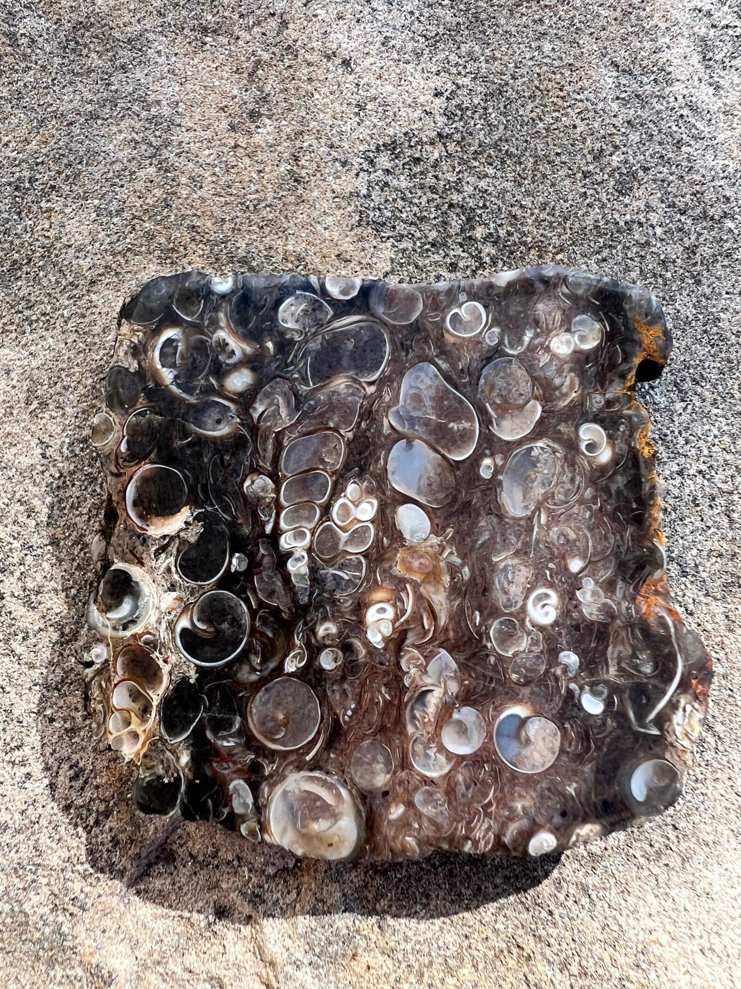 Turritella Fossil Agate Slab 60g - Purple Door Alchemy