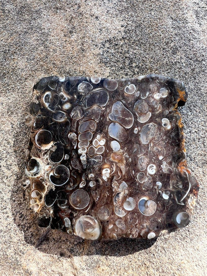 Turritella Fossil Agate Slab 60g - Purple Door Alchemy