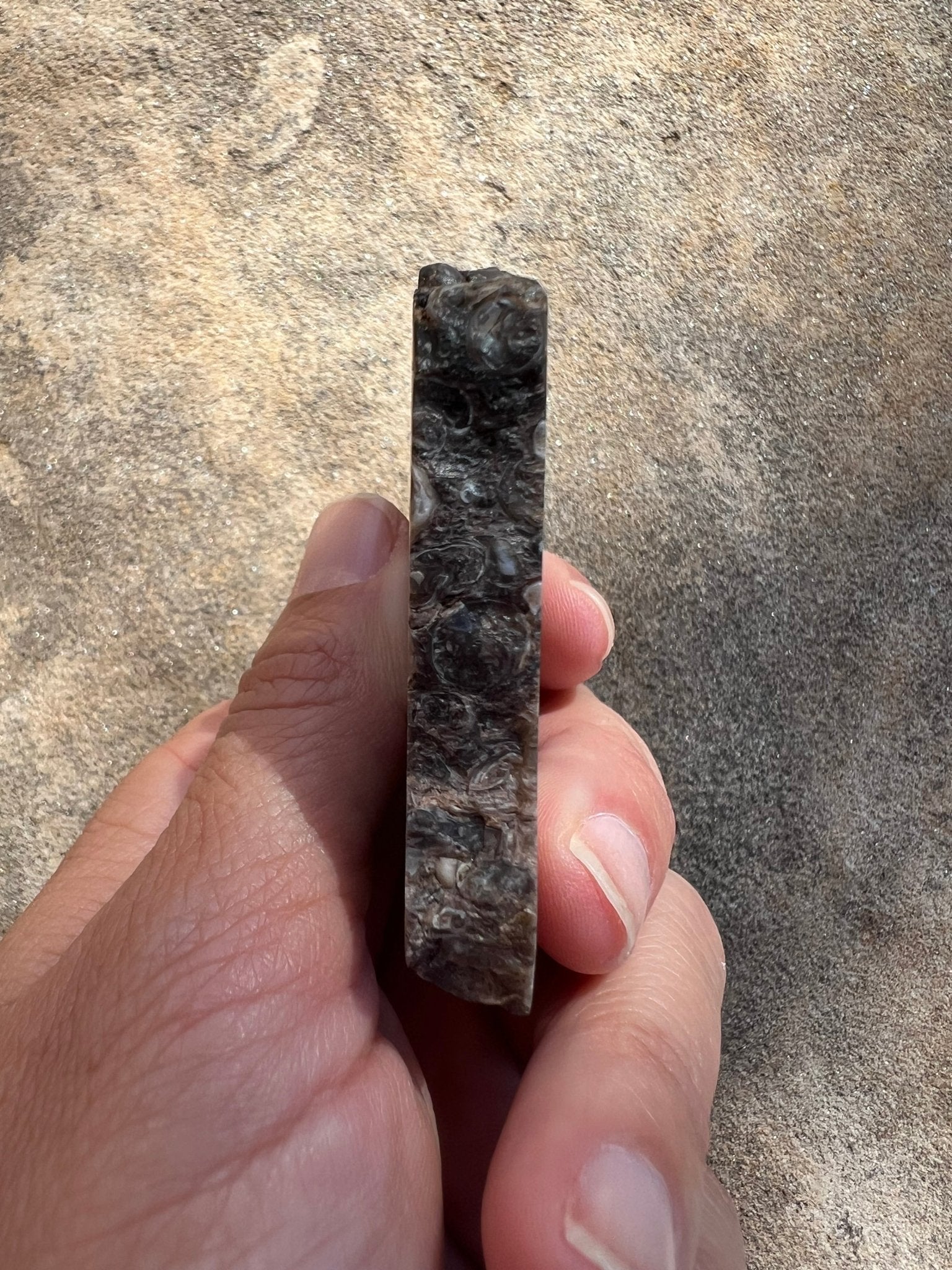 Turritella Fossil Agate Slab 60g - Purple Door Alchemy