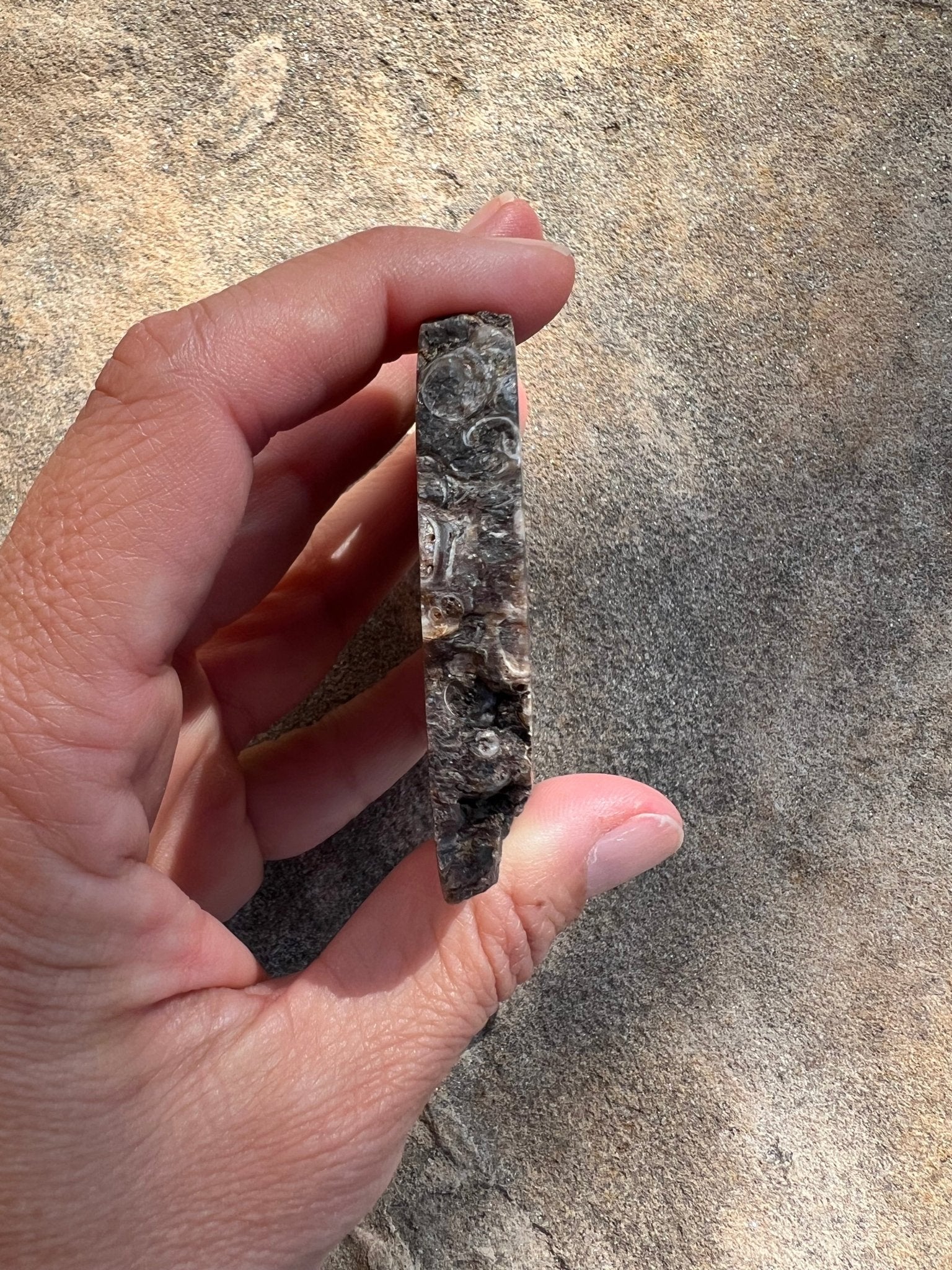 Turritella Fossil Agate Slab 60g - Purple Door Alchemy