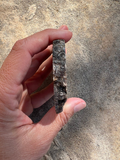 Turritella Fossil Agate Slab 60g - Purple Door Alchemy