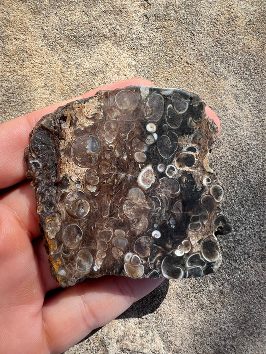 Turritella Fossil Agate Slab 60g - Purple Door Alchemy