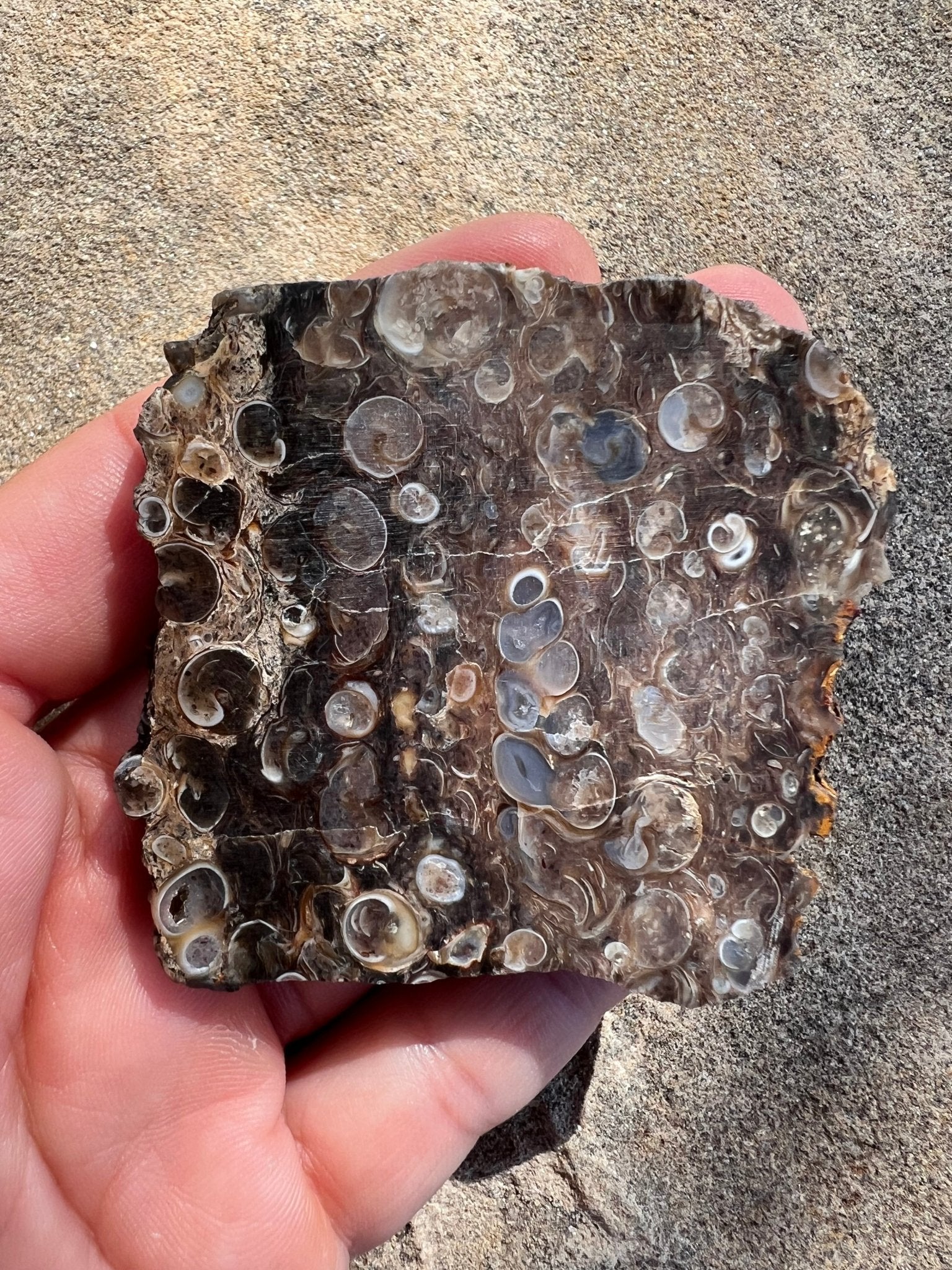 Turritella Fossil Agate Slab 60g - Purple Door Alchemy