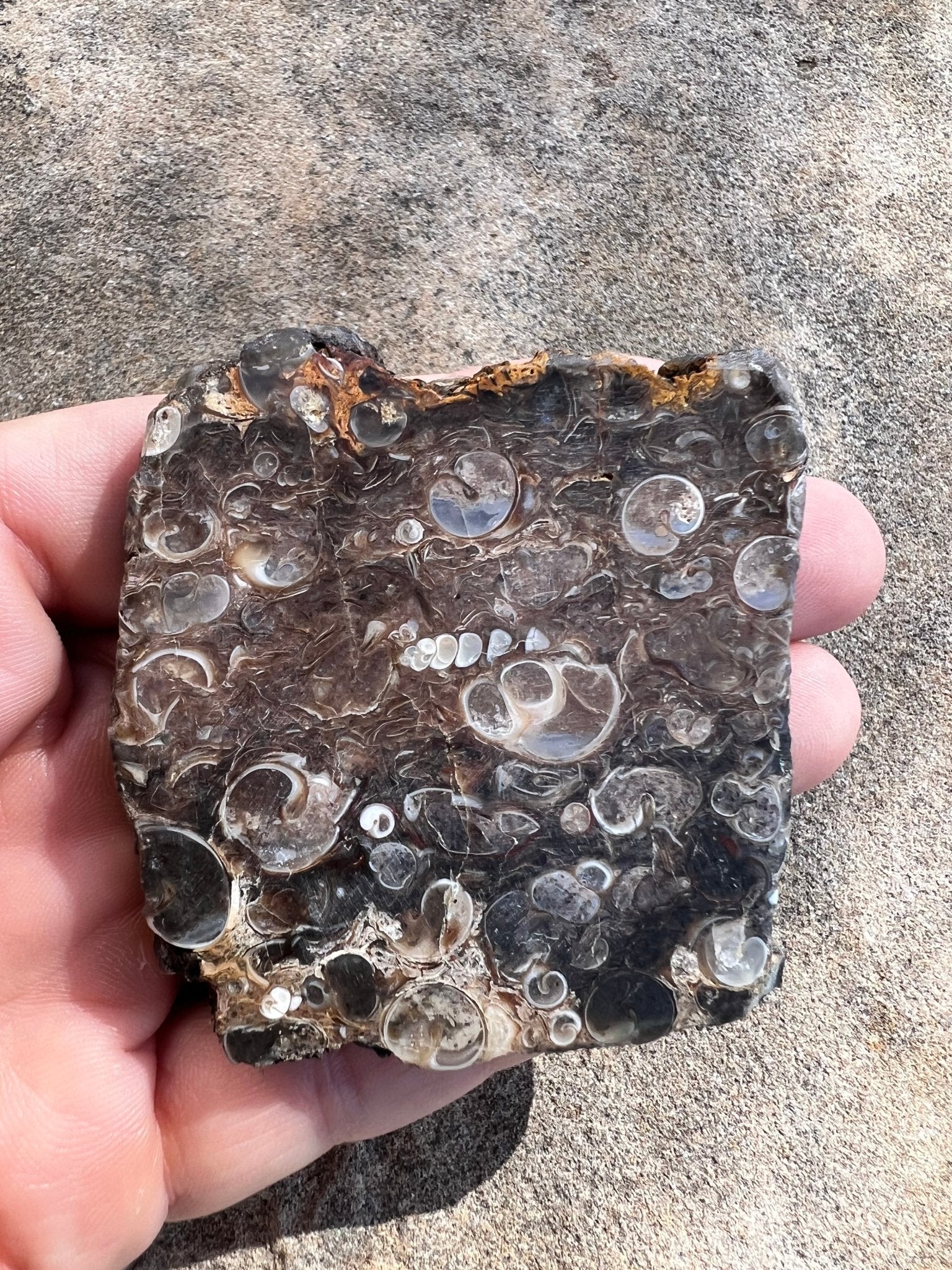 Turritella Fossil Agate Slab 60g - Purple Door Alchemy