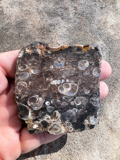 Turritella Fossil Agate Slab 60g - Purple Door Alchemy