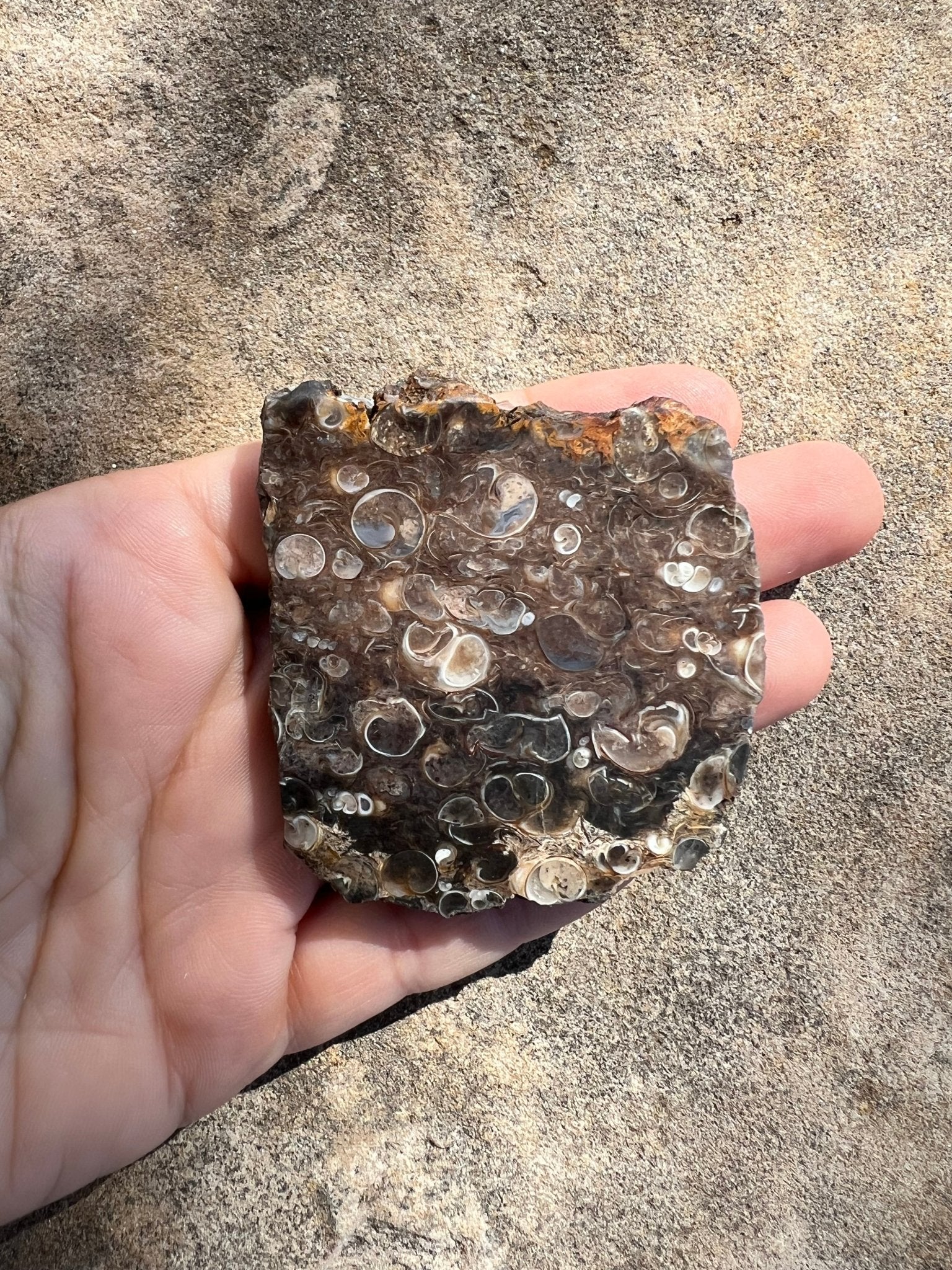 Turritella Fossil Agate Slab 60g - Purple Door Alchemy