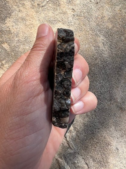 Turritella Fossil Agate Slab 60g - Purple Door Alchemy