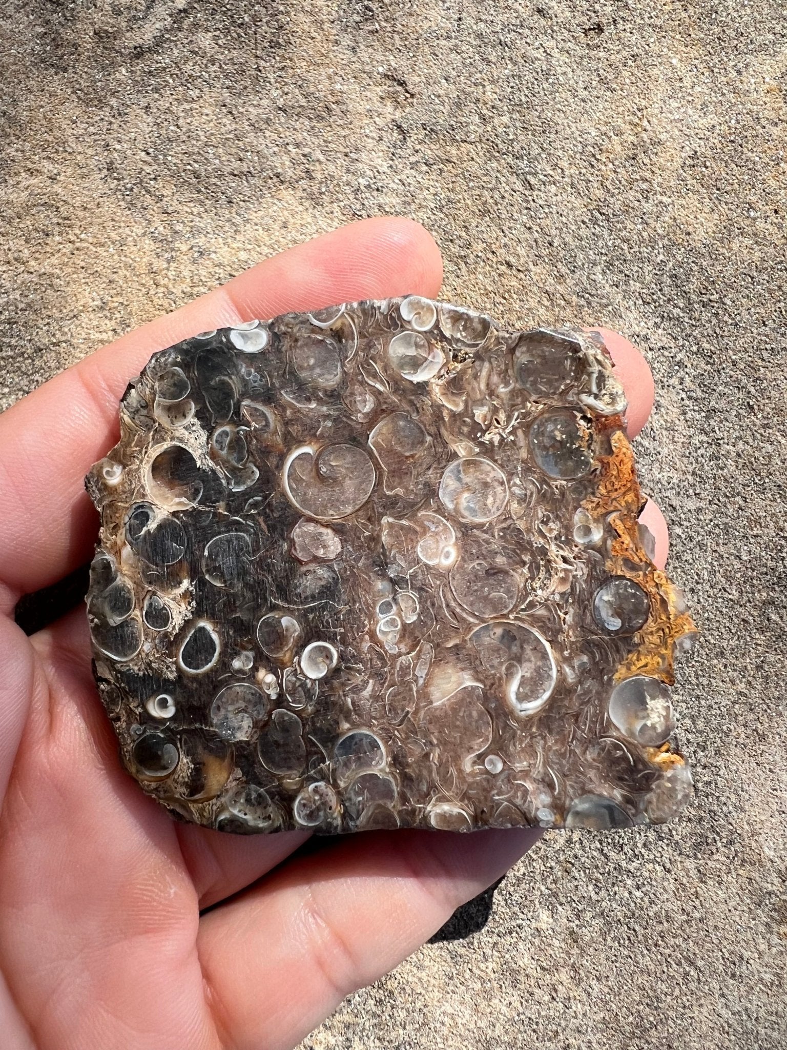 Turritella Fossil Agate Slab 60g - Purple Door Alchemy