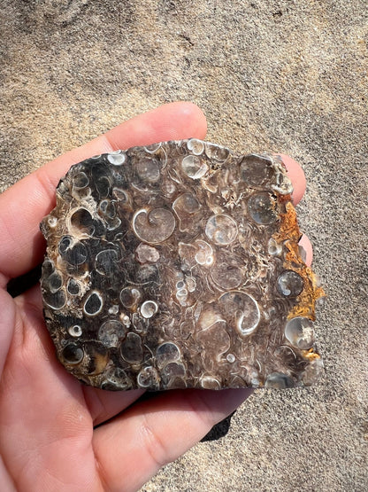 Turritella Fossil Agate Slab 60g - Purple Door Alchemy