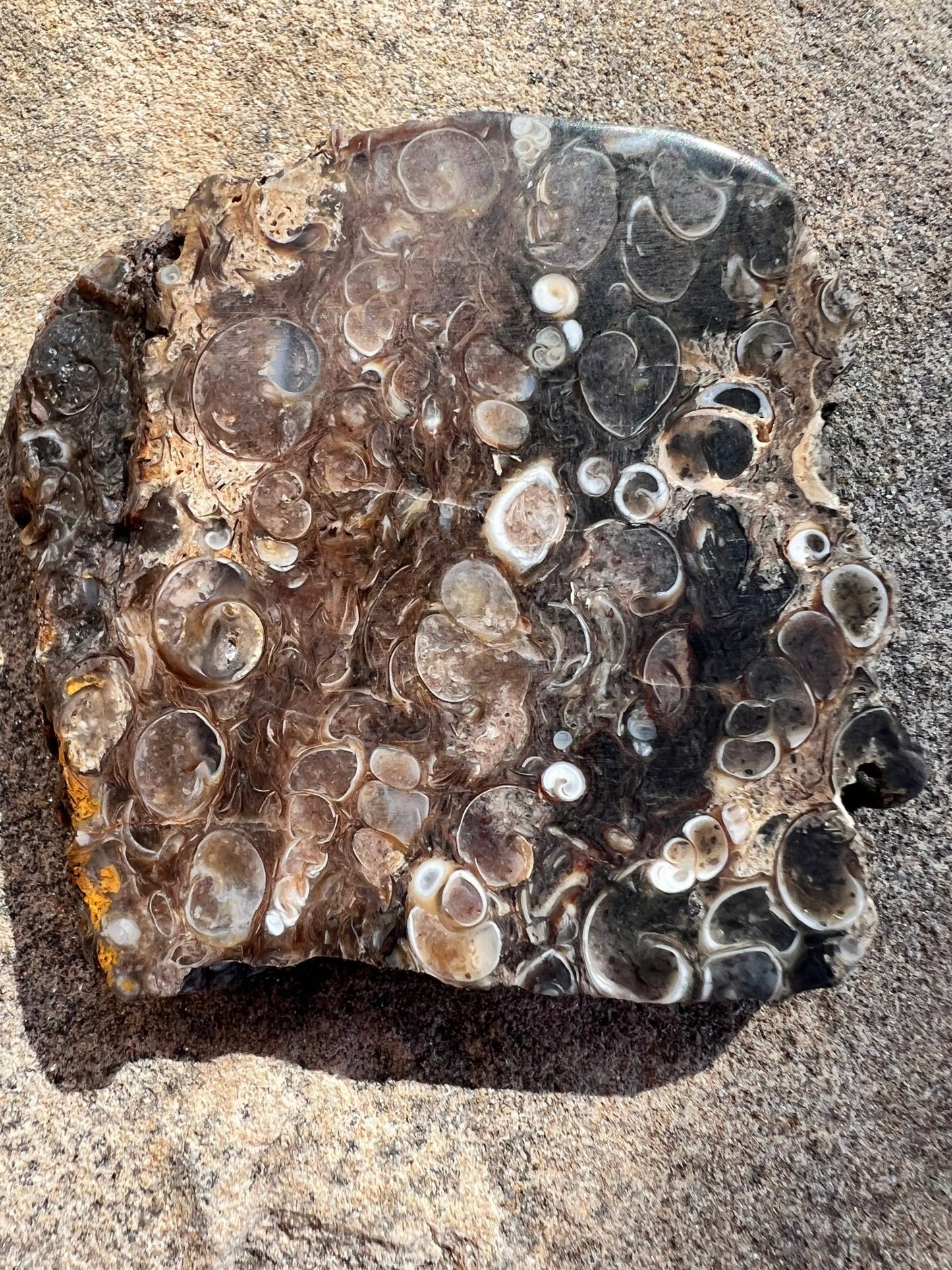 Turritella Fossil Agate Slab 60g - Purple Door Alchemy