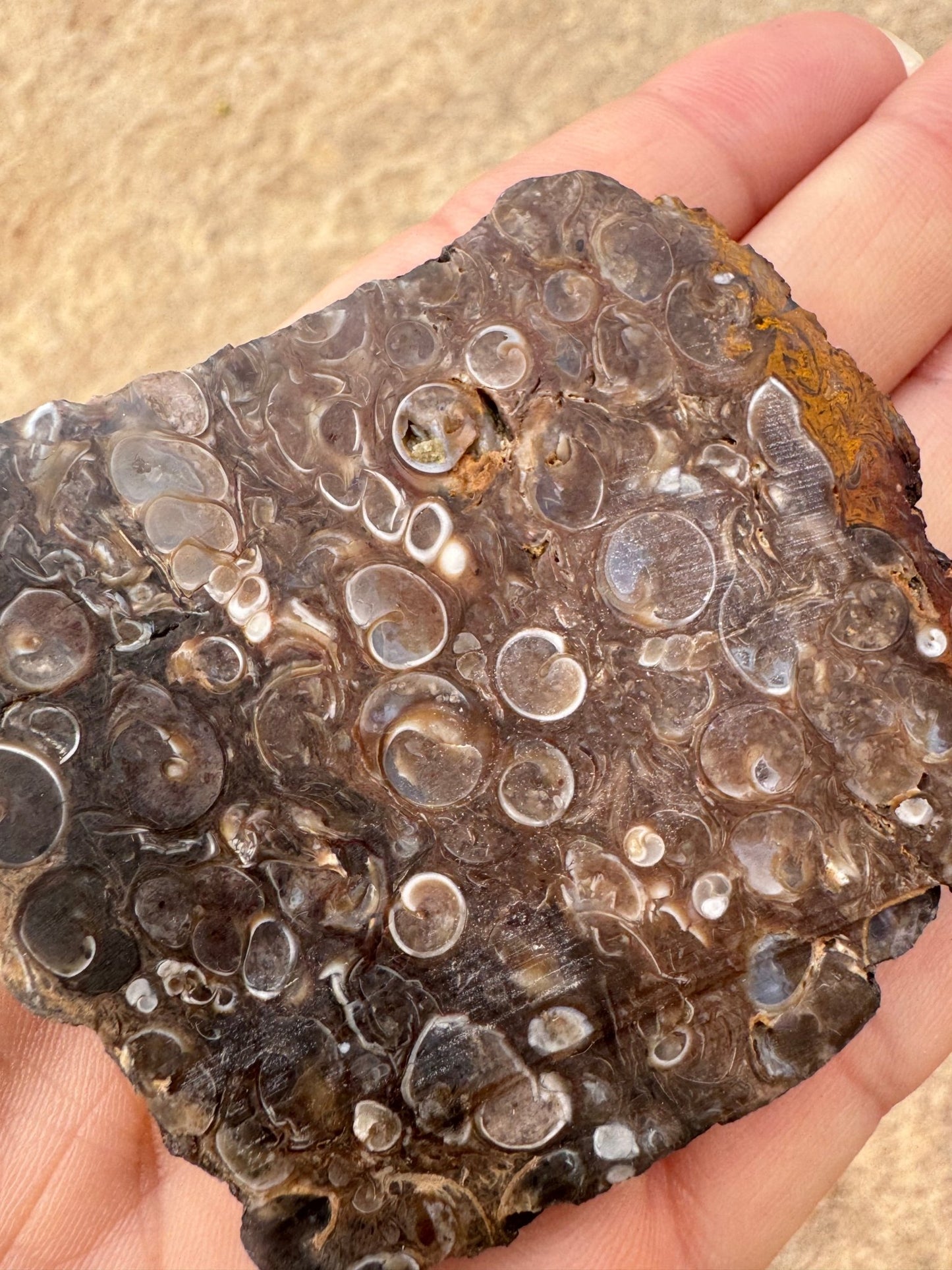 Turritella Fossil Agate Slab 62g - Purple Door Alchemy