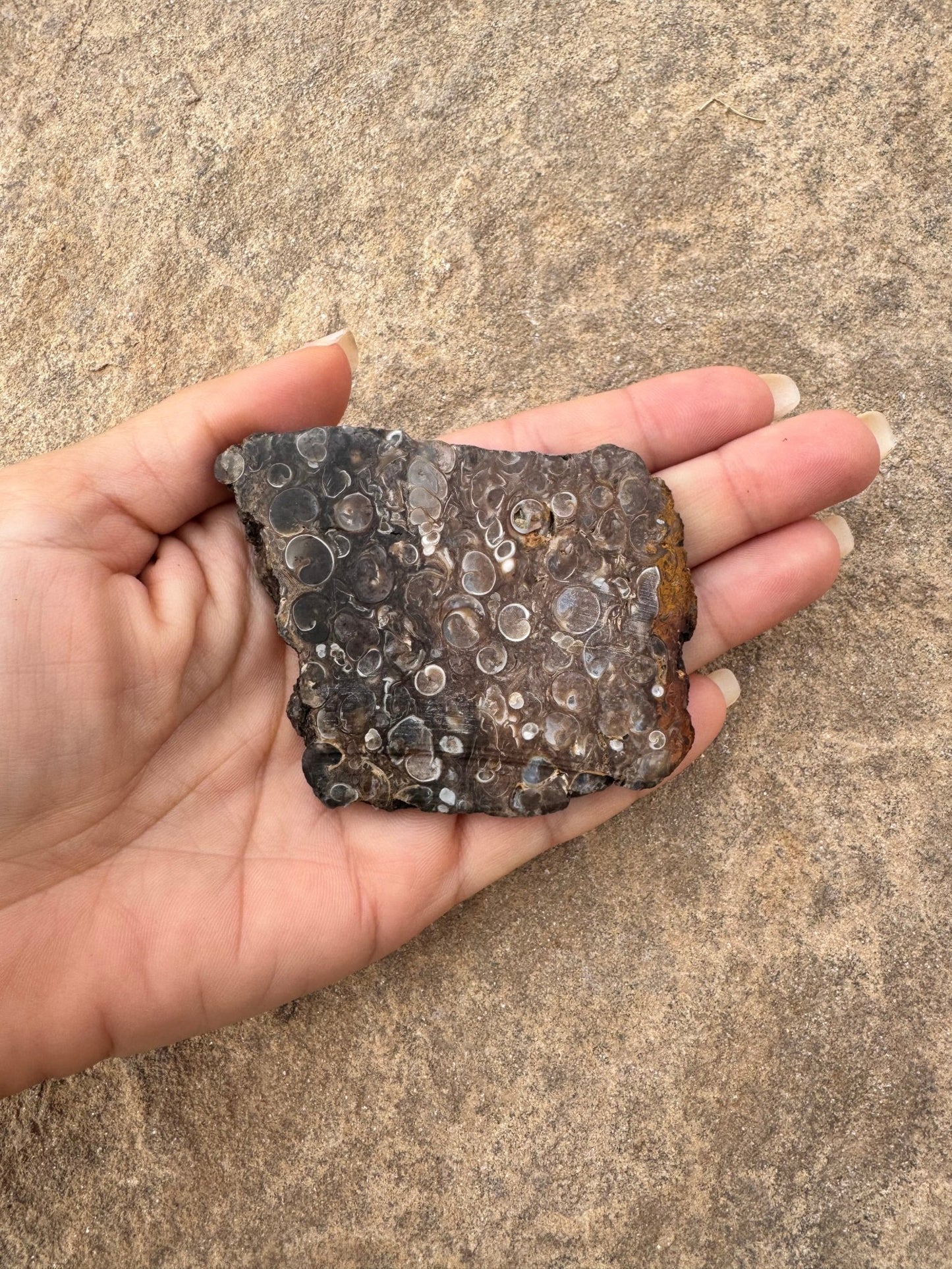 Turritella Fossil Agate Slab 62g - Purple Door Alchemy
