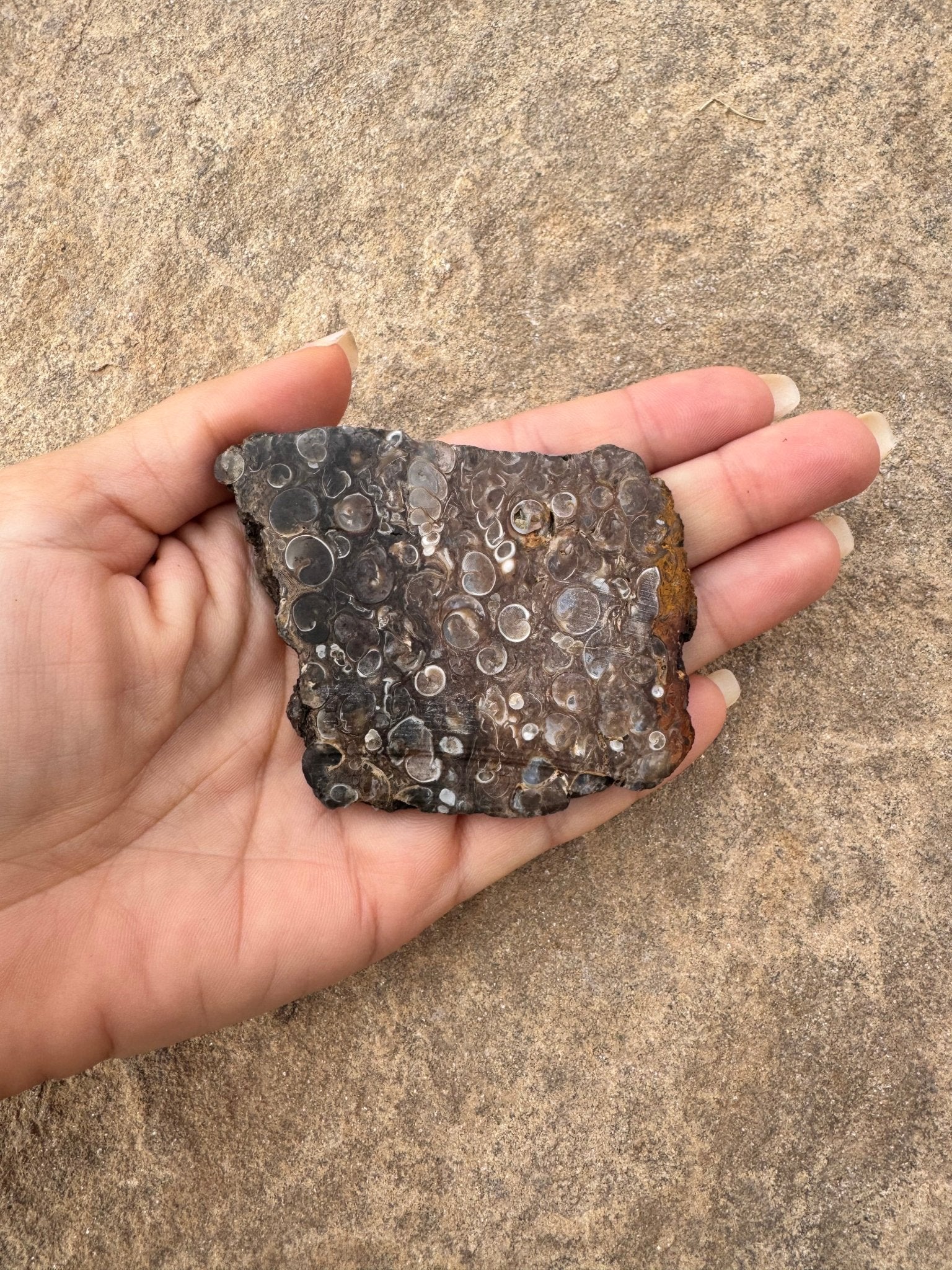 Turritella Fossil Agate Slab 62g - Purple Door Alchemy