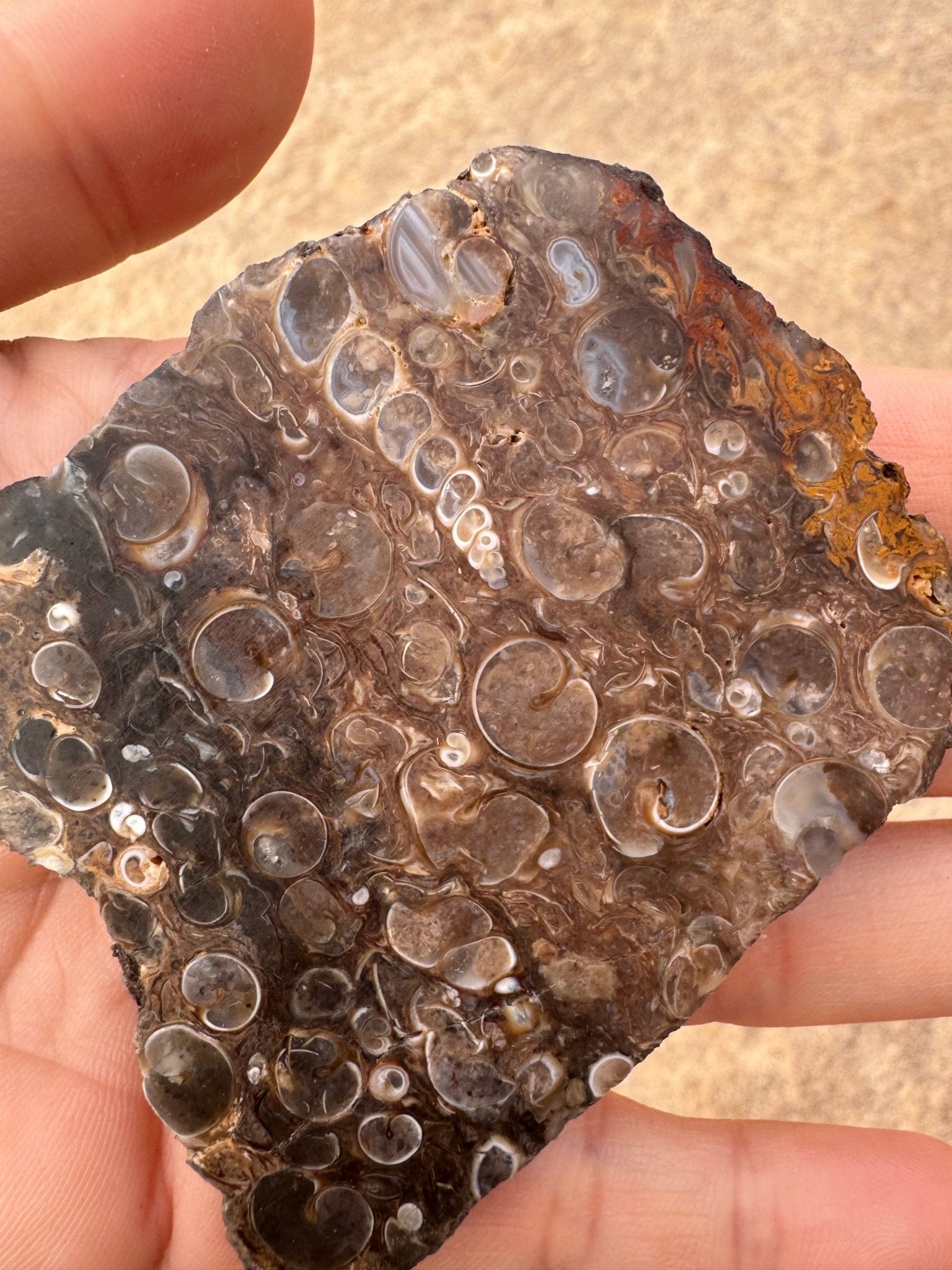 Turritella Fossil Agate Slab 62g - Purple Door Alchemy