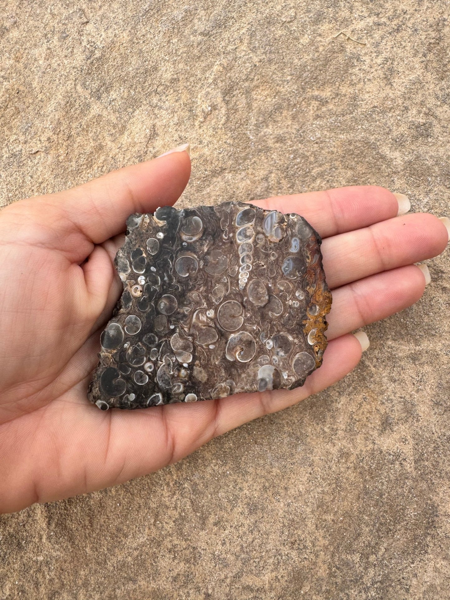 Turritella Fossil Agate Slab 62g - Purple Door Alchemy