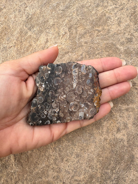 Turritella Fossil Agate Slab 62g - Purple Door Alchemy