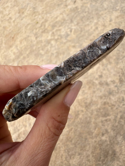 Turritella Fossil Agate Slab 62g - Purple Door Alchemy
