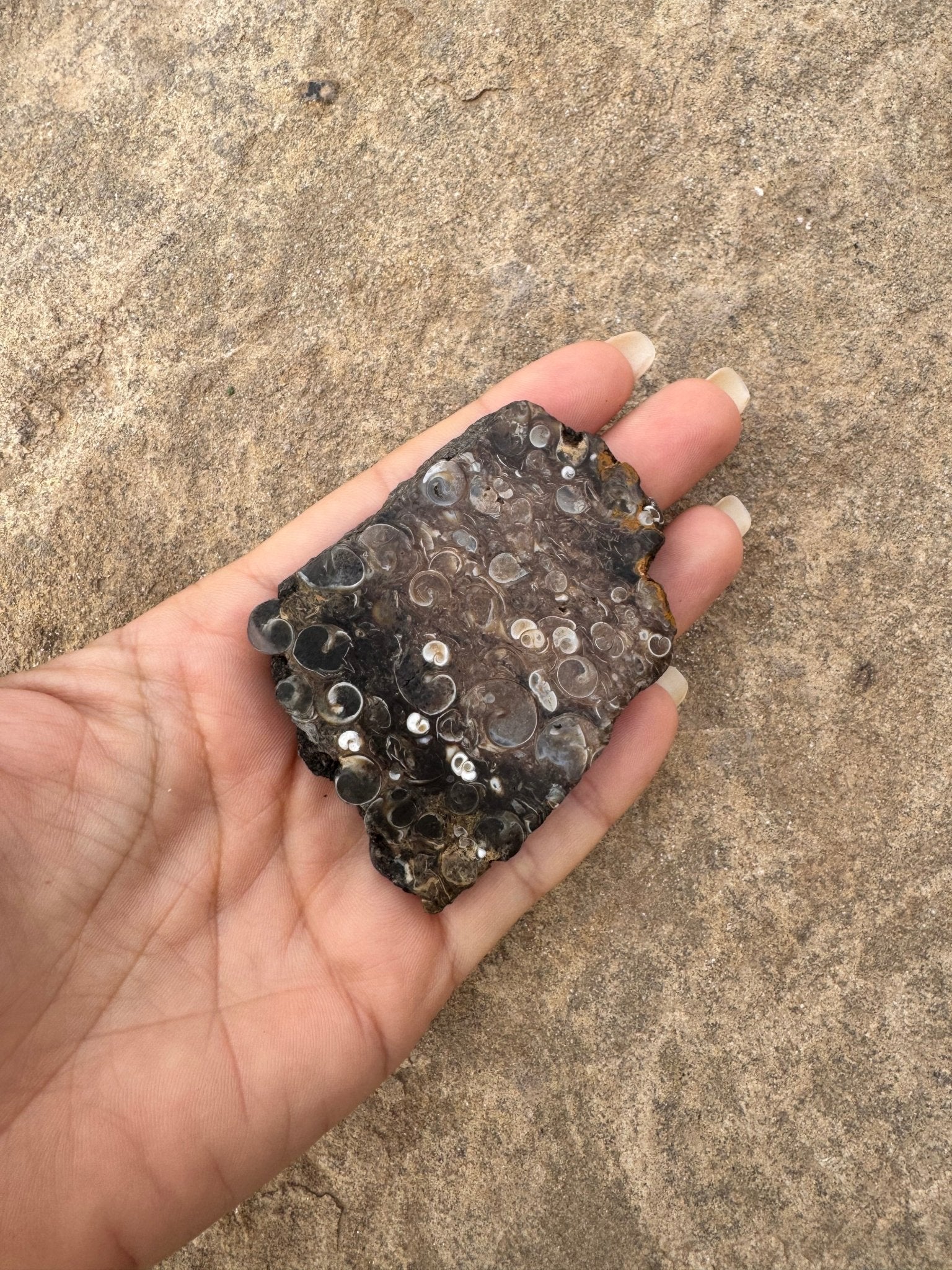 Turritella Fossil Agate Slab 63g - Purple Door Alchemy