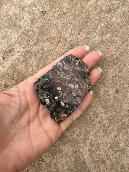 Turritella Fossil Agate Slab 63g - Purple Door Alchemy