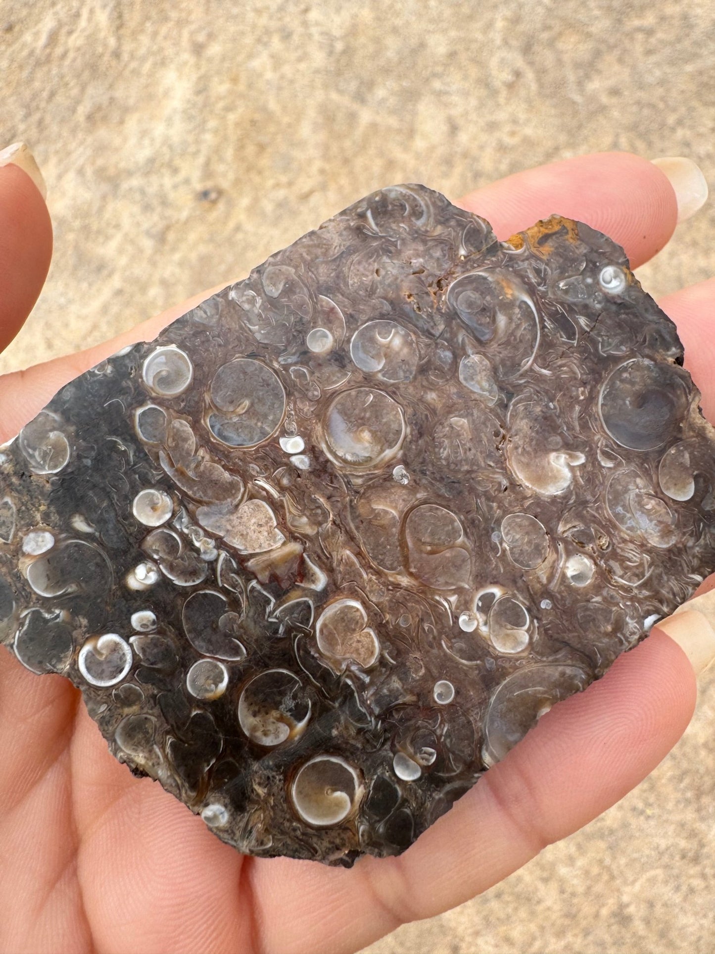 Turritella Fossil Agate Slab 63g - Purple Door Alchemy