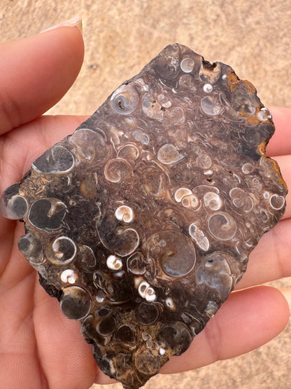 Turritella Fossil Agate Slab 63g - Purple Door Alchemy