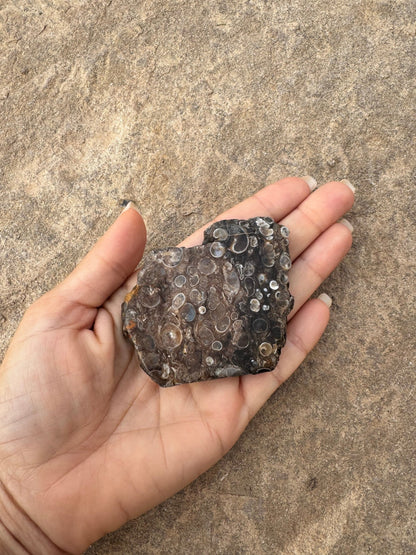Turritella Fossil Agate Slab 65g - Purple Door Alchemy
