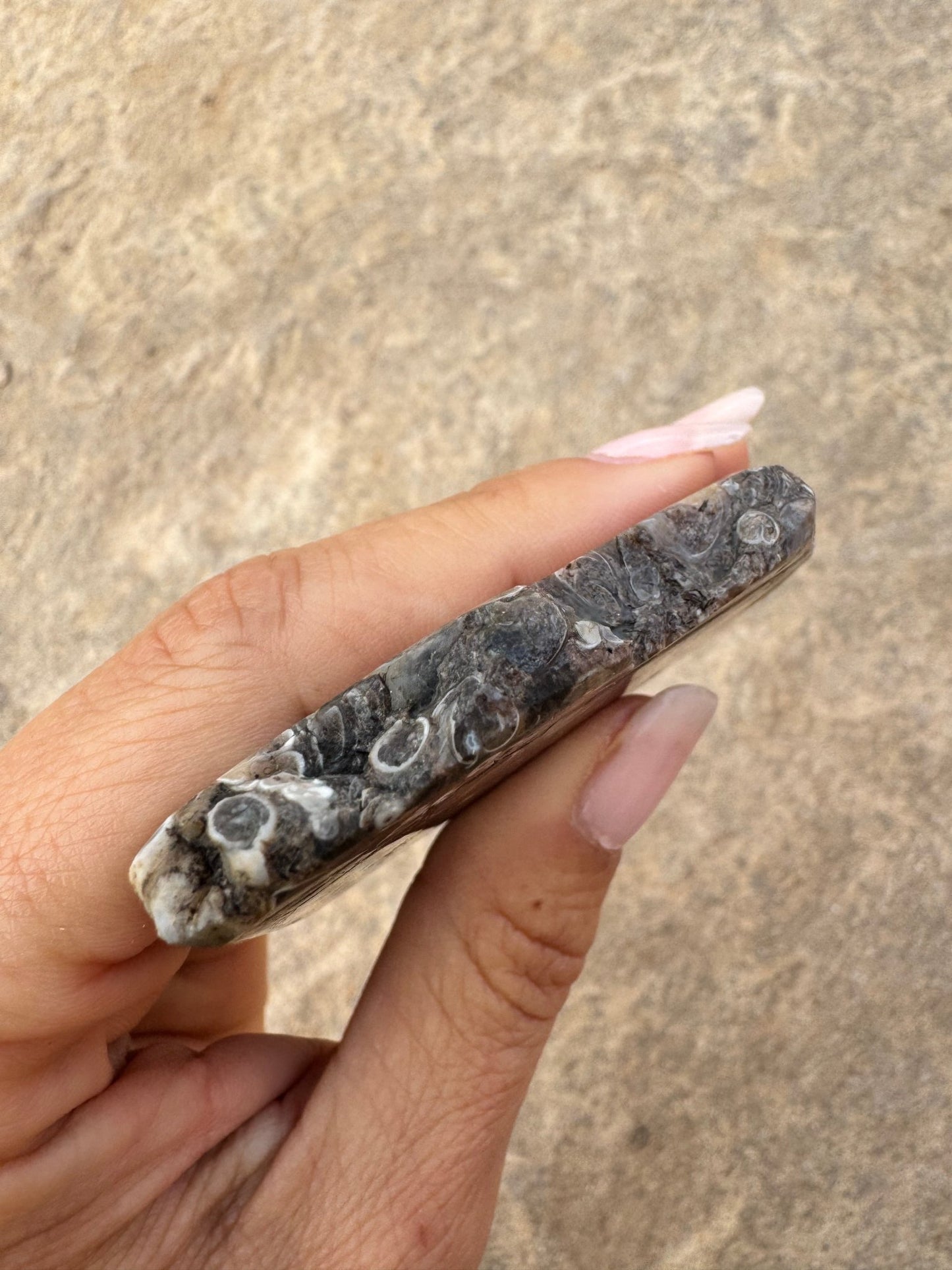 Turritella Fossil Agate Slab 65g - Purple Door Alchemy