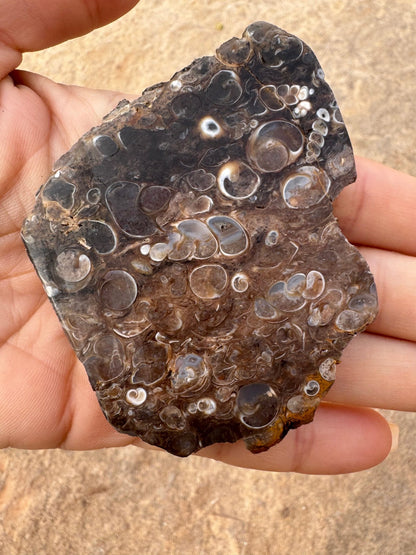 Turritella Fossil Agate Slab 65g - Purple Door Alchemy