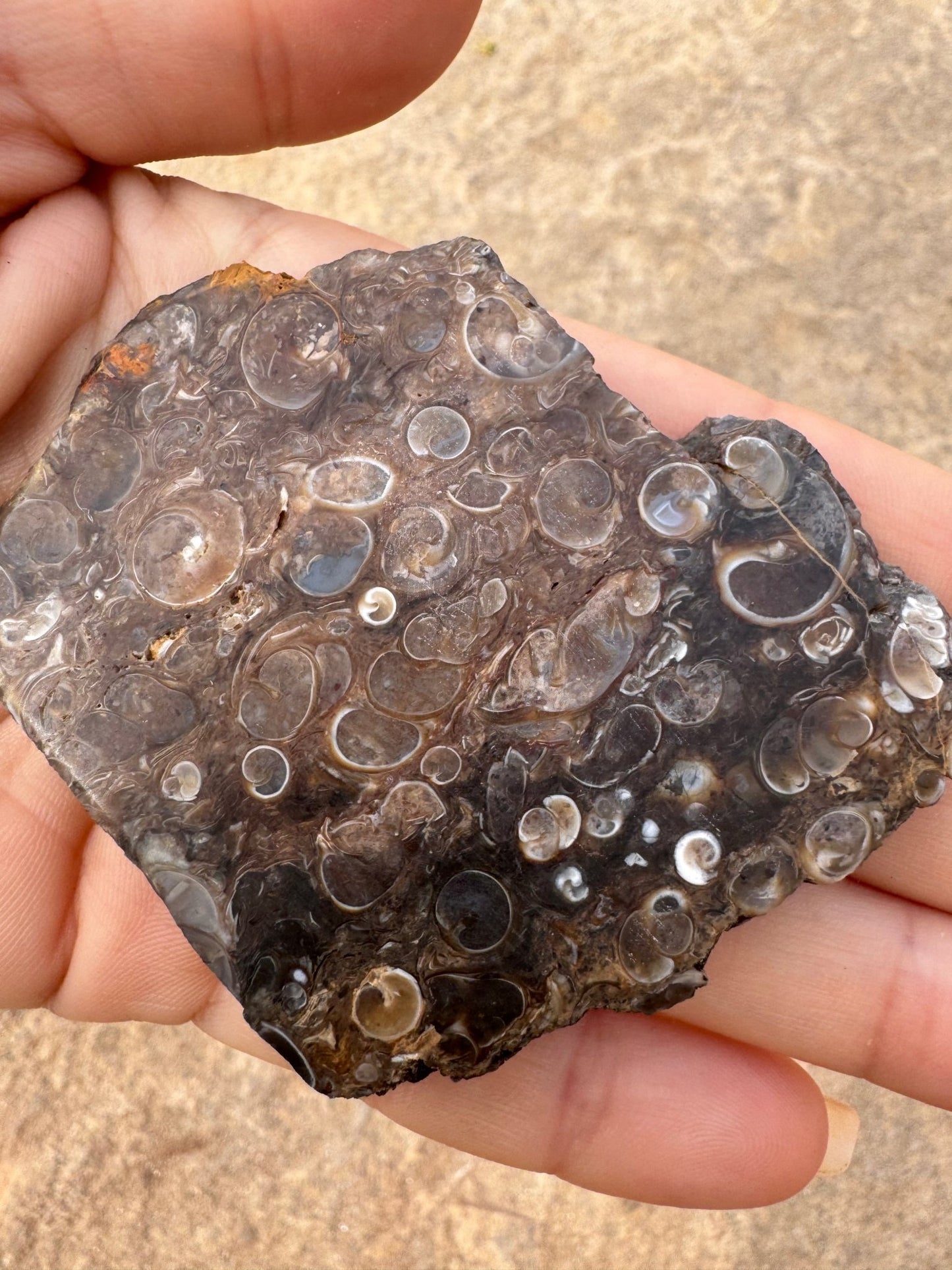 Turritella Fossil Agate Slab 65g - Purple Door Alchemy