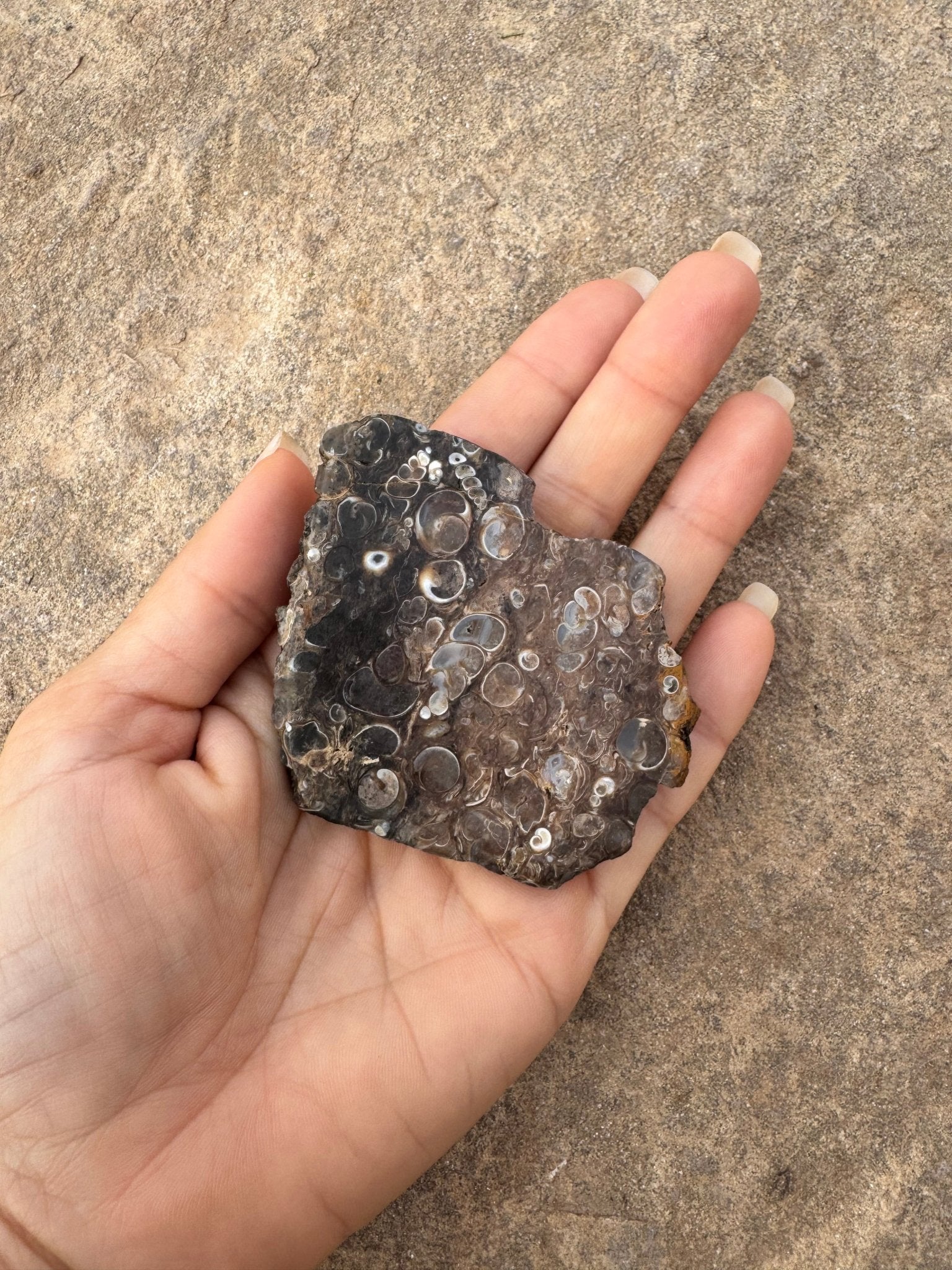 Turritella Fossil Agate Slab 65g - Purple Door Alchemy